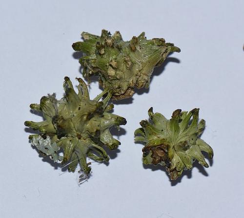 Réf. 220 064 : Andricus grossulariae